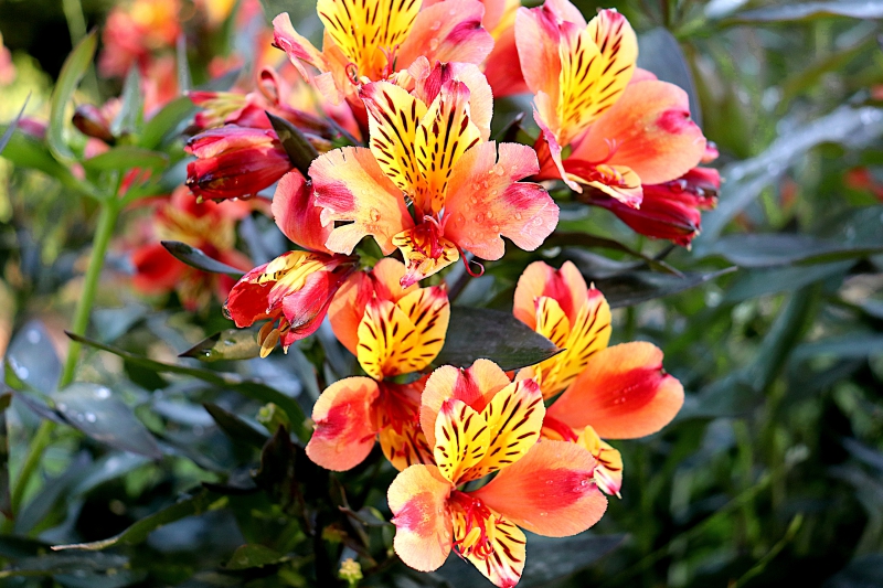 fleuriste-ROUBION-min_freesia-5002075